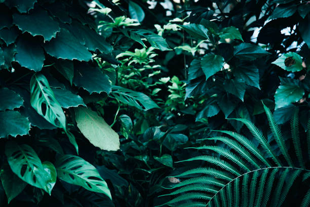 istock Tropical green leaves on dark background 988178128
