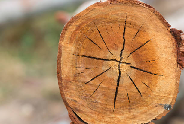 The trunk consists of five main parts: the bark, inner bark, cambium, sapwood, and heartwood. From the outside of the tree working in first you see the bark this is the protective layer of the trunk. Under this is the inner bark which is made of the phloem. The phloem is how the tree transports food from the roots to the shoots and vice versa.