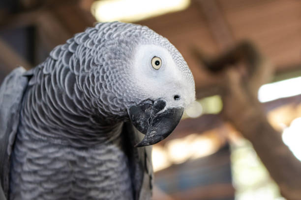 istock Face of macaw bird with Gray and black feather around 988191264