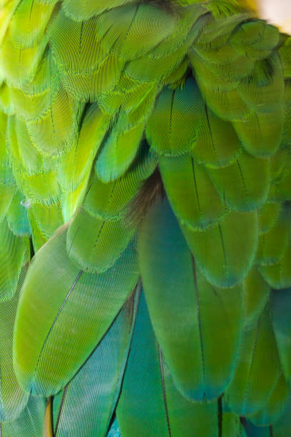 istock Beautiful of bird feather 988191670
