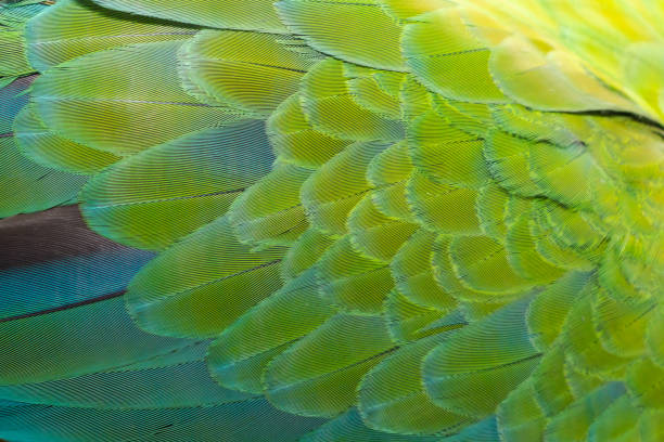 istock Beautiful of bird feather 988191870
