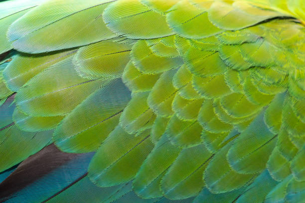 istock Beautiful of bird feather 988192144