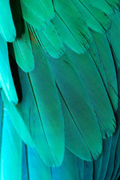 istock Beautiful of bird feather 988192352