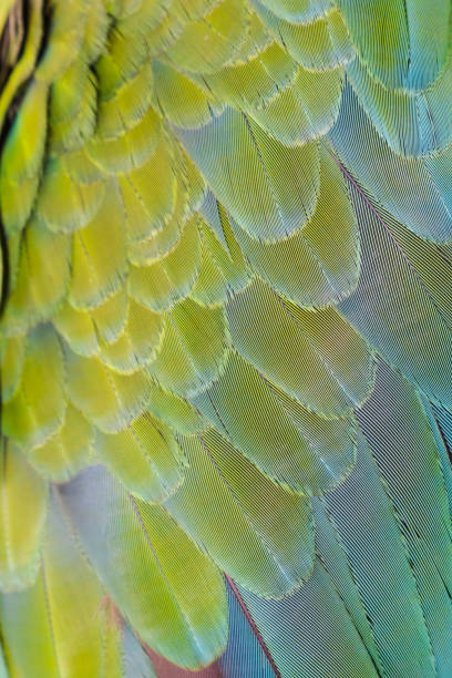 istock Beautiful of bird feather 988195726