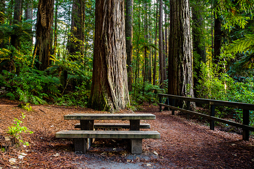 Picnic table under a Redwood tree