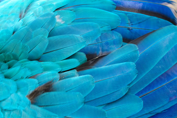 istock Beautiful of bird feather 988196714