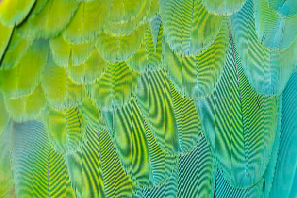 istock Beautiful of bird feather 988197192