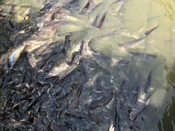 Fish herd in the river stock photo