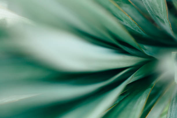 istock Macro photo of agave leaves. 988201766