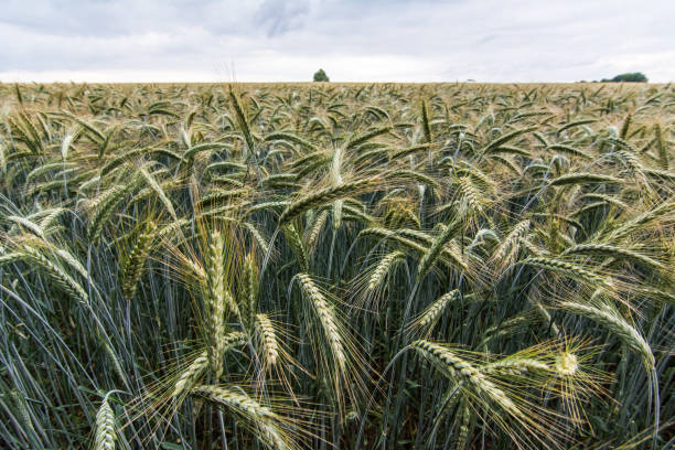Barley field in summer stock photo
