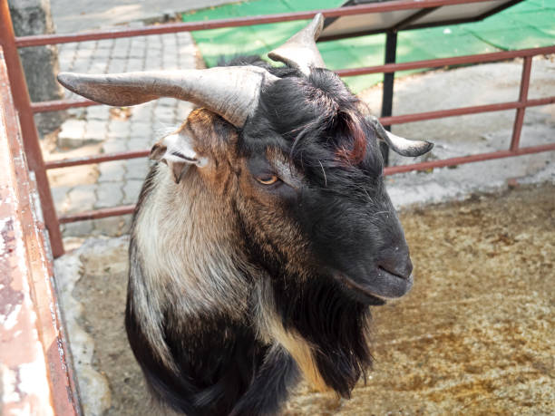 istock Head of Goat Isolated on Nature Background 988205422