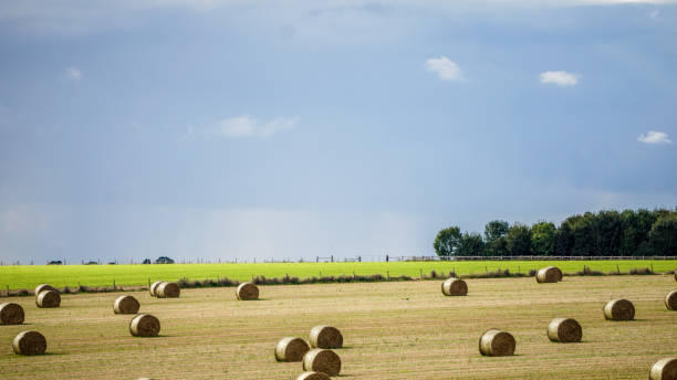 istock Circular hay bales in the field 988207716