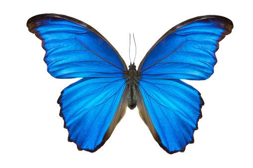 Morpho butterfly (Morpho didius). a blue butterfly from South America