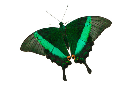 butterfly on a leaf