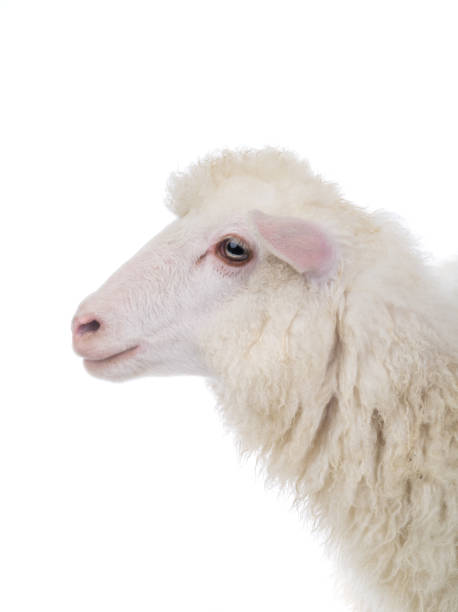 istock portrait sheep isolated on white 988211500