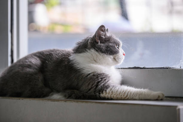 istock The British short hair cat lying on the ground 988212414