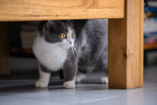 istock The British short hair cat lying on the ground 988212682