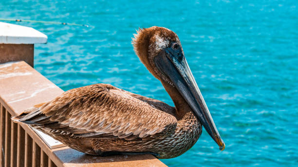 istock Clearwater Beach Pier Pelican resting in the sun 988212952