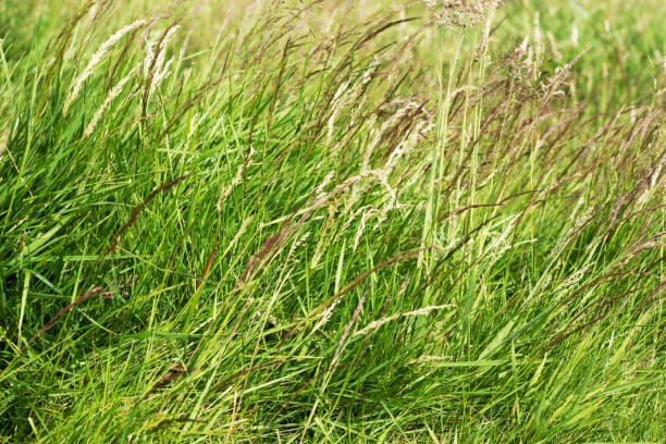 istock A close up of tall green grass 988213432