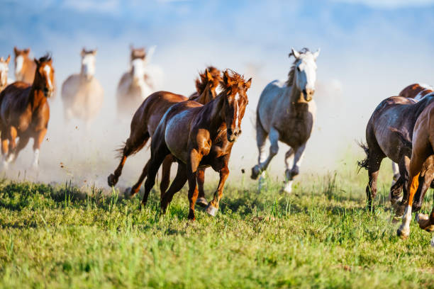 istock Group of mustang horses galloping in nature 988214478