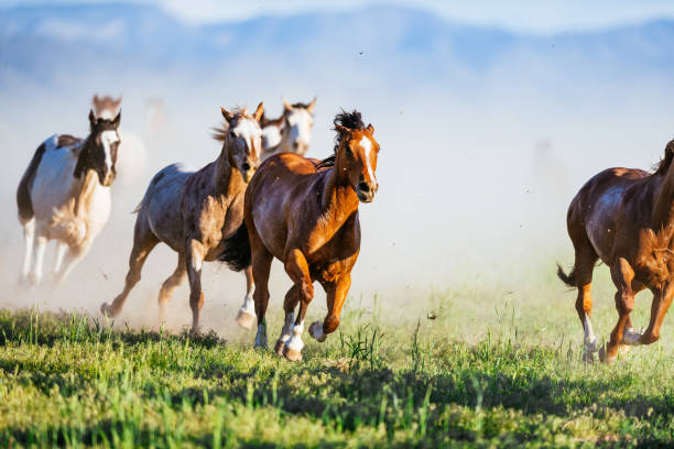 istock Wild mustang horses galloping in nature 988214482