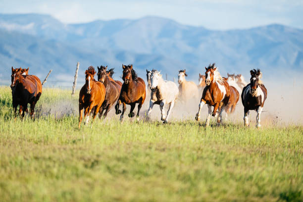 istock Wild mustang horses galloping in nature 988214540