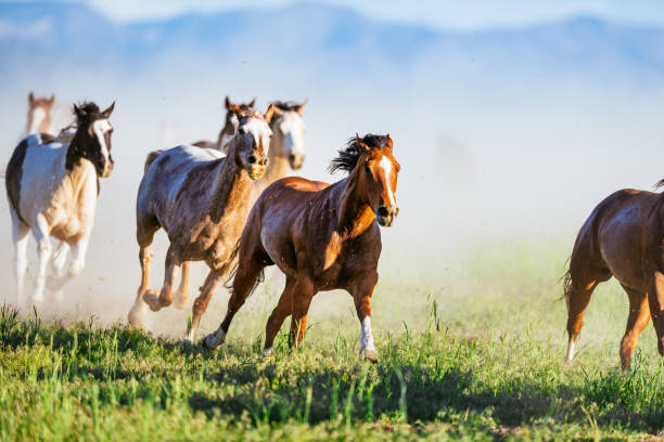 istock Wild mustang horses galloping in Western USA 988214552