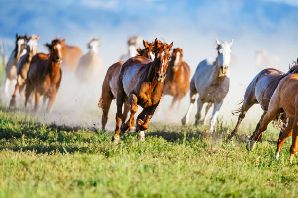 istock Wild mustang horses galloping in Utah, USA 988214798