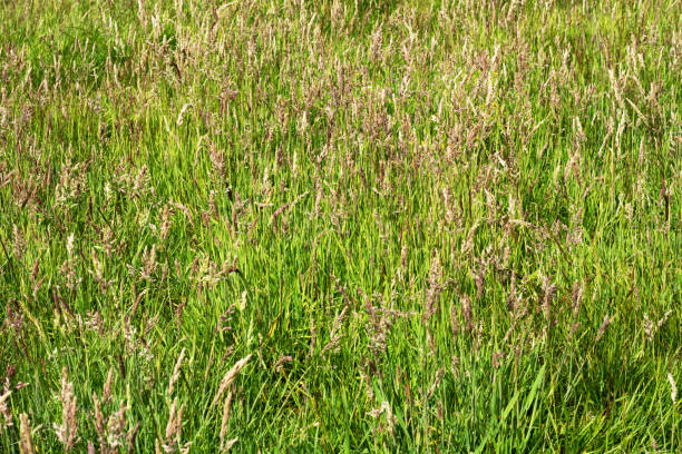 istock Background of tall green grass 988220202