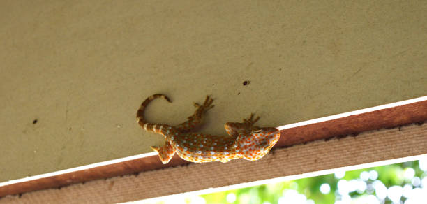 istock Tokay gecko on gray wall 988228070