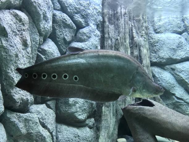 istock Clown knife fish in aquarium tank 988228640