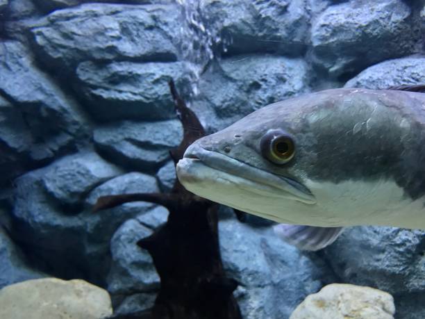 istock Giant snake head fish in aquarium tank 988229170