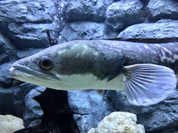 istock Giant snake head fish in aquarium tank 988229176