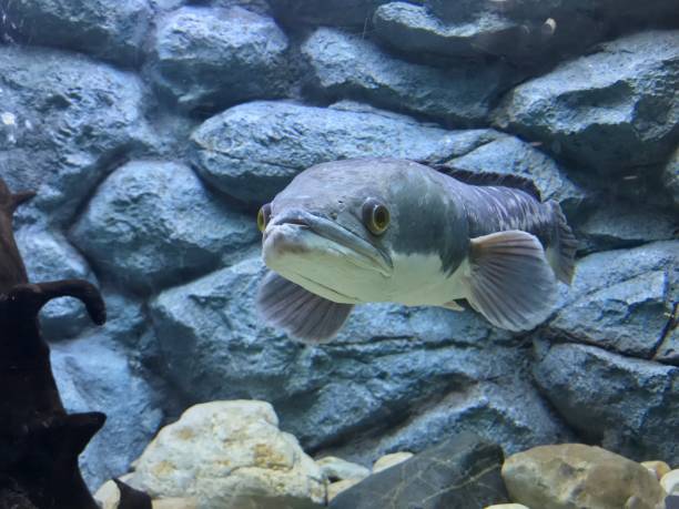 istock Giant snake head fish in aquarium tank 988229204