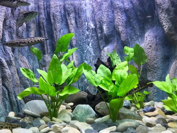 istock Blotched snake head fish in aquarium tank 988229514