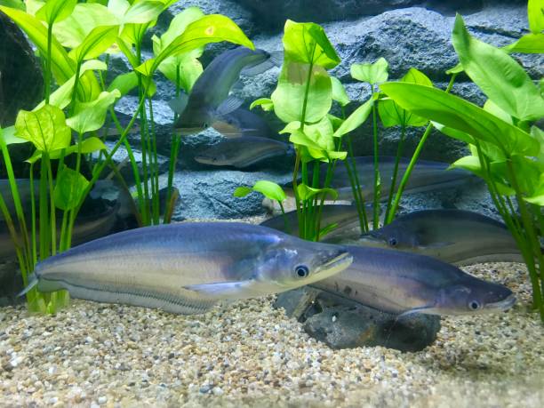 istock Whisker sheatfish in aquarium tank 988229616