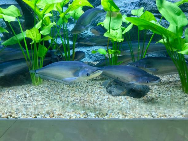 istock Whisker sheatfish in aquarium tank 988229682