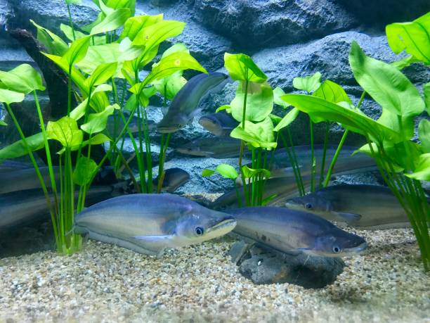 istock Whisker sheatfish in aquarium tank 988229722