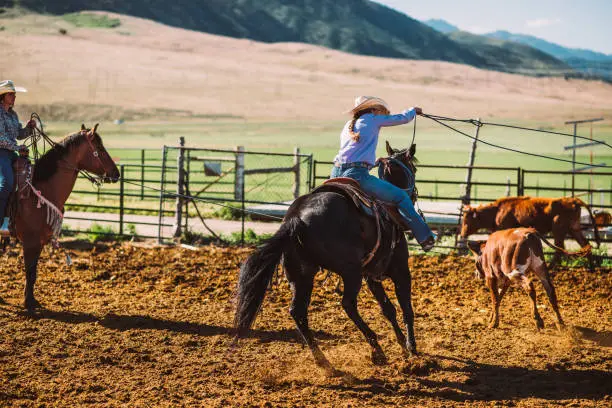 Photo of Brave cowgirls and cowboys lassoing calf and livestock at corral