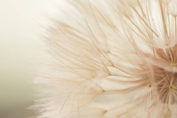 istock A flower of a dandelion. Macro shooting. Silence and relaxation. 988234748
