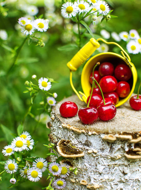 red ripe cherry on a background