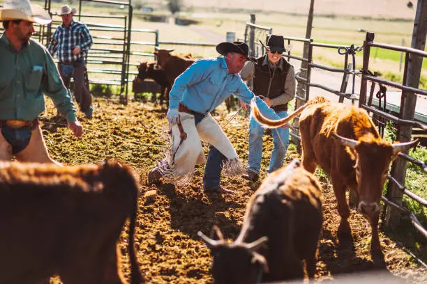 Photo of Cowboys catching young bulls for animal branding