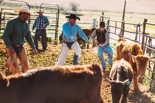 Photo of Cowboys catching young bulls for animal branding