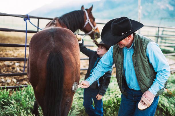 istock Father and son cowboys brushing horses before riding 988244156