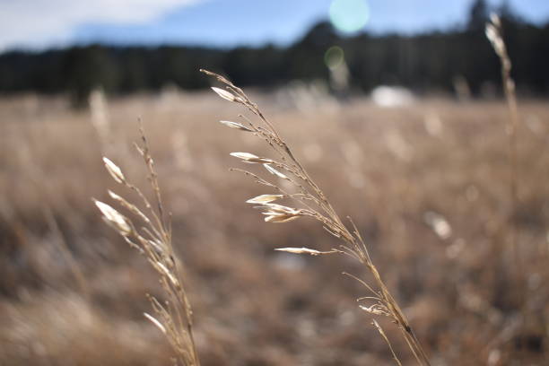 istock Reeds in the sun 988248176