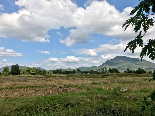 istock Blue sky over the rice field after harvesting 988253162