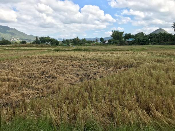 istock Blue sky over the rice field after harvesting 988253458