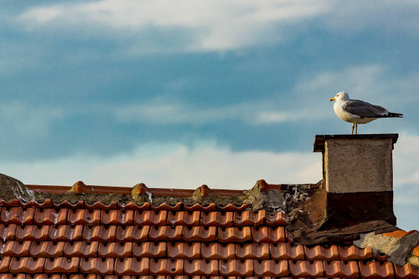 istock Sea Gull on the roof 988277624