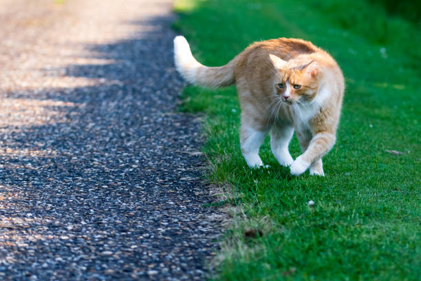 istock Defensive domestic cat with hackles up and fluffed up raised fur along back 988287168