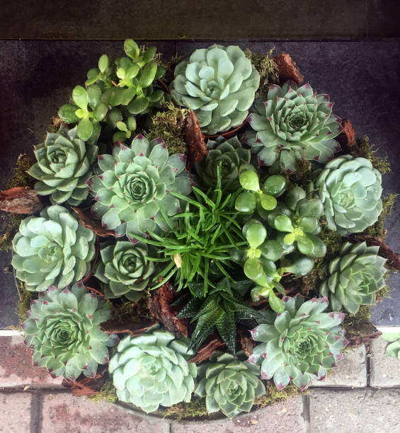 istock Succulent plant Echeveria 988301236